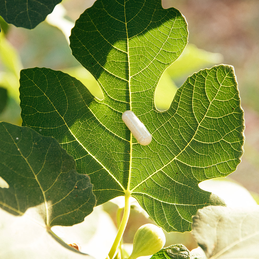 Probióticos + Prebióticos (Personal 60 días/ 2 sobres de 30)
